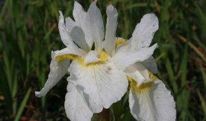 Die orchideenartigen Blüten der Schwertlilie (Iris sibirica) sind eine tolle Möglichkeit Ihren Garten anzulegen.