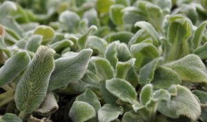 Der "Silberteppich" Stachys byzantina bildet einen tollen Bodendecker: Garten anlegen leicht gemacht.