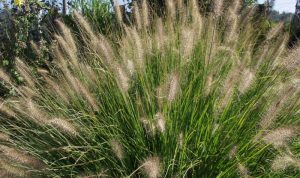 Das elegante, grazile Lampenputzergras „Hameln“ (Pennisetum alopecuroides) ist ein Highlight in jedem Garten.