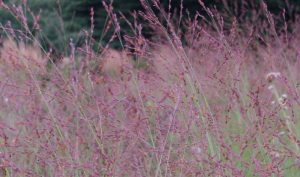 Die Ruten-Hirse „Rotstrahlbusch“ (Panicum virgatum) beeindruckt durch ihre spektakuläre Farbe im Herbst.