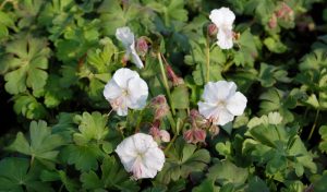 Der Storchschnabel „Biokovo“ (Geranium x cantabrigiense) ist neben den zarten, weißen Blüten vor allem auch wegen seiner langen Blütezeit beliebt, die von Mai bis Juli dauert.