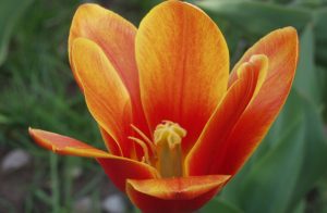 Tulpen sind robuste Liliengewächse, die zum Frühling gehören wie Krokus, Primeln und Narzissen.