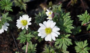 Das Balkan-Windröschen (Anemone blanda) oder auch „White Splendour“ überzeugt mit ihrer „weißen Pracht“.