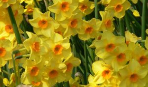 Als besonderer Frühlingsbote bekannt sollte die Narzisse bei der Gartenplanung nicht fehlen.