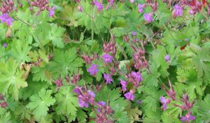 Gartengestaltung kleine Gärten: Tolle Gartenideen lassen sich mit dem Balkan-Storchschnabel ("Geranium") umsetzen.