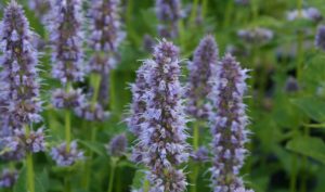 Duftnesseln 'Blue Fortune' ("Agastache") sind für die Gartengestaltung für kleine Gärten wunderbar geeignet.