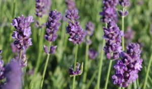 In kleine Gärten gehört unbedingt Lavendel ("Lavandula hidecote blue")!