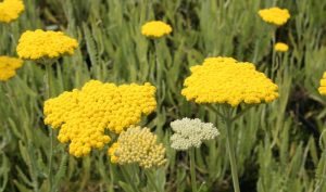 Die Blütezeit der Achillea millefolium reicht von Mai bis Oktober: Ideen für den Garten