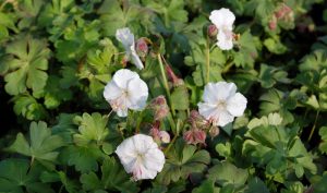 Der Storchschnabel (Geranium) kann mit langen Blüten und dekorativem Laub überzeugen.