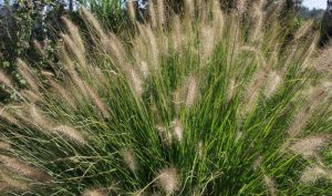 Die Blätter der Lampenputzer sind sehr fest und duften leicht nach Zitrone: Ideen für den Garten