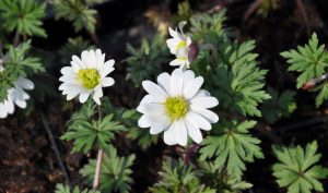 Die Anemone ein Gartentraum, wenn Sie ihren kleinen Garten gestalten.