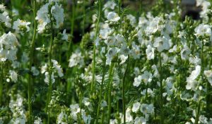 Die weißen Blütenrispen der Jakobsleiter lassen ihren kleinen Garten in den Himmel sprießen.