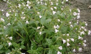 Unkraut vergeht nicht? Dann doch lieber mit Lungenkraut ihren kleinen Garten gestalten.