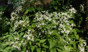 Ein weißer Blütentraum: Beim Gestalten des kleinen Gartens darf die Aster nicht fehlen.