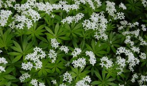 Der Waldmeister Galium odoratum ist nicht nur eine tolle Idee für den kleinen Garten, sondern lässt sich auch zur Bowle verarbeiten.