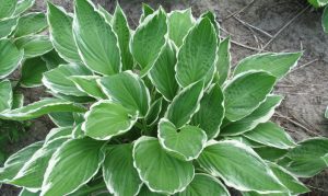 Kleiner Garten: Ideen, wie die Weißrandfunkie (Hosta fortunei) lassen Ihren Garten größer wirken.