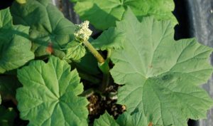 Kleiner Garten Ideen: Das Tafelblatt (Astilboides tabularis) für Ihre Gartengestaltung.