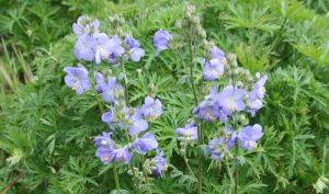 Die Jakobsleiter (Polemonium caeruleum) wird auch als Himmelsleiter