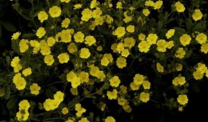 Das Fingerkraut „Warrenii“ (Potentilla recta): Eine tolle Idee, wenn Sie Ihre Stauden pflanzen.