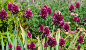 Stauden pflanzen: Das Kugelkopflauch (Allium sphaerocephalon) besticht mit seinen bunten Köpfen.