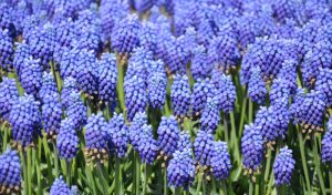 Die Traubenhyazinthe (Muscari armeniacum): Ein Must-Have beim Stauden pflanzen.