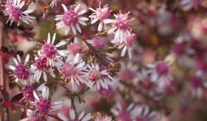 Die Aster „Lady in Black“ (Aster laterifolius) überzeugt mit ihrem locker buschigen Wuchs.