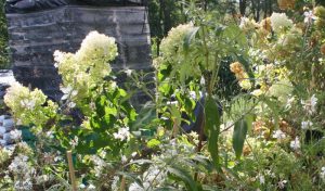 Die aufrecht wachsende und horstbildende Spornblume „Albus“ (Centranthus ruber) verschönert mit ihren üppigen Blütenrispen.