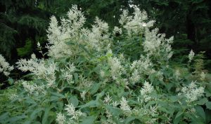 Wie eine Wolke schweben die Blüten der Johanniswolke (Aconognon plymorphum) über der Pflanzung. 