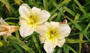 Die Taglilie (Hemerocallis) besticht mit ihren oft mehrfarbigen, stern- bis glockenförmigen Blüten. 