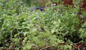 Wenn Sie einen Vorgarten gestalten wollen, von dem Sie nicht nur optisch begeistert sind, sondern auch einen tatsächlichen Nutzen haben, ist Majoran (Origanum majorana) ideal.