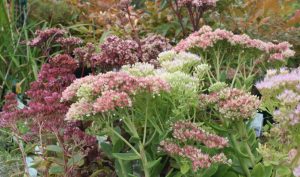 Gibt es Pflanzen, die genügsamer sind als der Mauerpfeffer (Sedum telephium)?