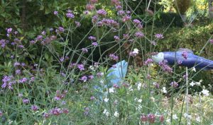 „Verbena officinalis“ zeigt sich mit einer wunderschönen Blütenpracht und das von Juni bis Oktober.