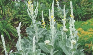 Königskerze (Verbascum phoeniceum) wird nur zwischen 30 und 80 cm hoch.