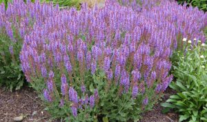 Wenn Sie den Blumenkasten bepflanzen und dafür einen schattigen oder halbschattigen Standort wählen wollen, ist der Salbei (Salvia) geeignet. 
