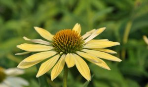 Ob als gelbe oder purpurrote Variante: Sonnenhut (bekannt als Echinacea) ist eine ideale Pflanze für alle Pflanzideen.