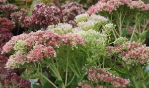 Vor allem das Hohe Fettblatt (Sedum telephium) besticht mit seiner Farbfreude