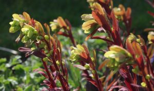 Die Wolfsmilch (lateinisch Euphorbia) kommt in verschiedenen Sorten daher.