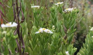 Das Schöne an der Aster: Sie blüht oft bis in den November hinein und erfreut uns mit ihrer Farbenfreude im grauen Alltag.