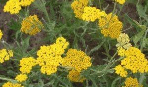 Sie locken Insekten an, daher gilt die Goldgarbe auch als ideale Insektenpflanze.