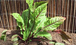 Der Sauerampfer (lat. Rumex acetosa) steckt voller wichtiger Vitamine und gehört einfach in jeden Kräutergarten!