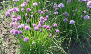 Schnittlauch (lat. Allium schoenoprasum) wird im März ausgesät oder durch Teilung vermehrt.