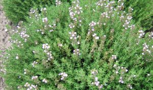 Thymus vulgaris heißt der Thymian mit botanischem Namen und er zeigt sich im Kräutergarten als durchaus optisch ansprechend.