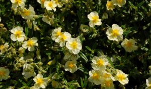 Das Sonnenröschen trägt den lateinischen Namen „Helianthemum“ und fühlt sich auf kleinen Mauern, im Steingarten oder an Beeträndern besonders wohl.