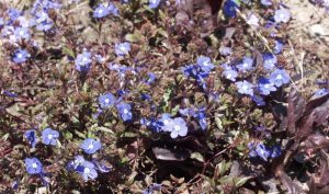 Die schlanken Ähren des Ehrenpreis „Blauriesin“ (Veronica longifolia) mit den leuchtend blauen Blütentrauben sind in jedem Staudenbeet ein Blickfang.