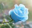 Blaue Blume: Die Top 5 für den Garten & Balkon ( Foto: Shutterstock-Serhii Brovko )