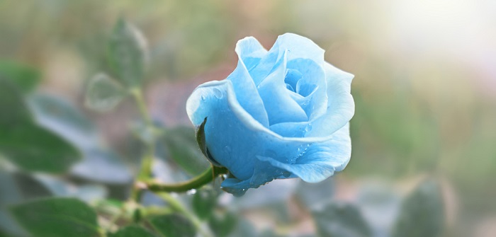 Blaue Blume: Die Top 5 für den Garten & Balkon ( Foto: Shutterstock-Serhii Brovko )