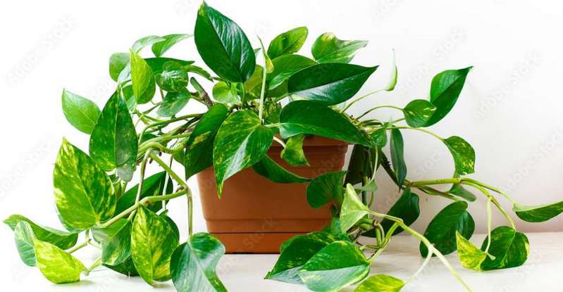Die Efeutute ist eine sehr unkomplizierte Grünpflanze, die sich elegant und verspielt an Rankhilfen hinauf windet. ( Foto: Adobe Stock - Husniyya )