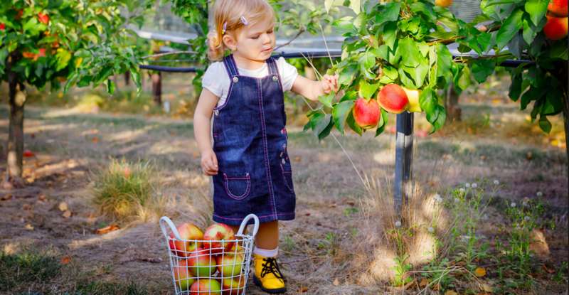Einen Nutzgarten ohne Apfelbäume gibt es nicht. ( Foto: Shutterstock - Irina Wilhauk )