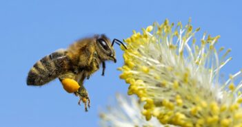 Bienenweide: 10 Repräsentative, beliebte Arten für jeden Standort im Garten. Auf dem Foto: Die perfekte Bienenweide: Repräsentative Arten finden sich unter Stauden, Zwiebelpflanzen, Sträuchern und Bäumen. (Foto: AdobeStock - JuergenL)