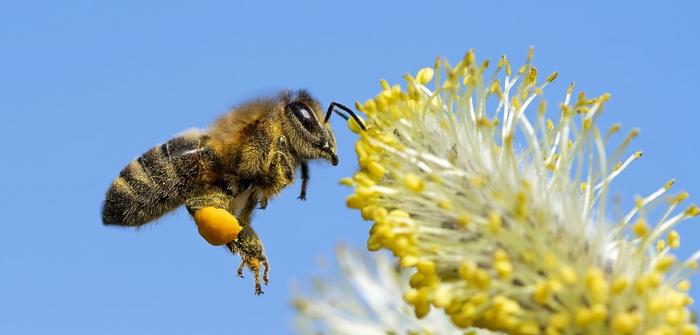 Bienenweide: 10 Repräsentative, beliebte Arten für jeden Standort im Garten. Auf dem Foto: Die perfekte Bienenweide: Repräsentative Arten finden sich unter Stauden, Zwiebelpflanzen, Sträuchern und Bäumen. (Foto: AdobeStock - JuergenL)